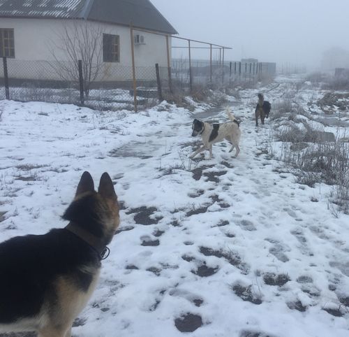 Pervyj Boj Podrostka Vostochnoevropejskoj Ovcharki Gektora